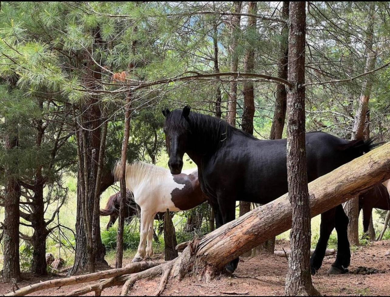 A Magical Experience Villa Pigeon Forge Bagian luar foto